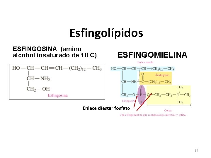 Esfingolípidos ESFINGOSINA (amino alcohol insaturado de 18 C) ESFINGOMIELINA Enlace diester fosfato 12 