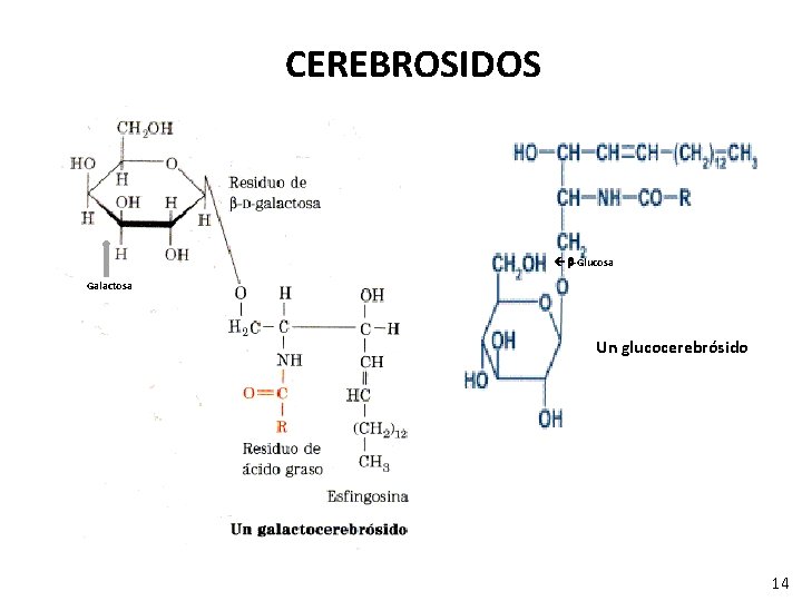 CEREBROSIDOS -Glucosa Galactosa Un glucocerebrósido 14 