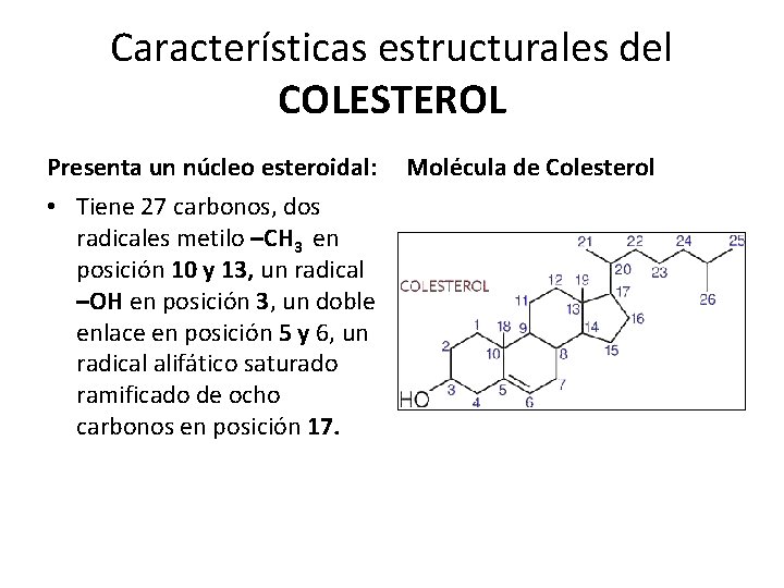 Características estructurales del COLESTEROL Presenta un núcleo esteroidal: • Tiene 27 carbonos, dos radicales