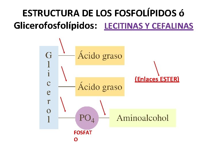 ESTRUCTURA DE LOS FOSFOLÍPIDOS ó Glicerofosfolípidos: LECITINAS Y CEFALINAS (Enlaces ESTER) FOSFAT O 