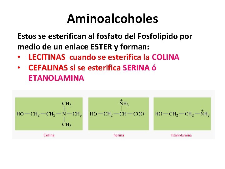 Aminoalcoholes Estos se esterifican al fosfato del Fosfolípido por medio de un enlace ESTER