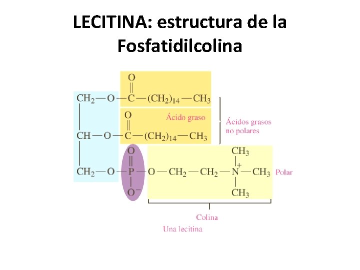LECITINA: estructura de la Fosfatidilcolina 