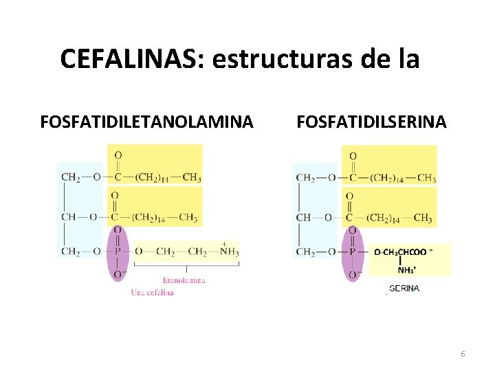 CEFALINAS: estructuras de la FOSFATIDILETANOLAMINA FOSFATIDILSERINA 6 