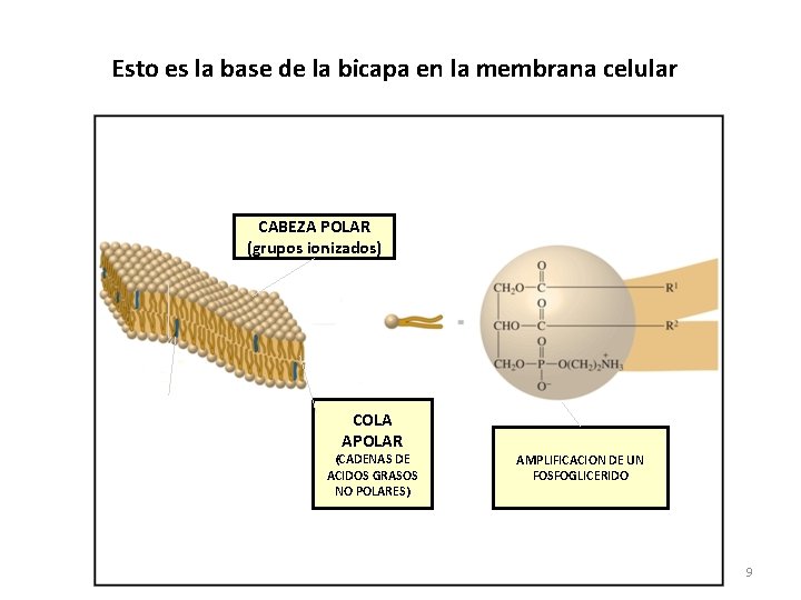 Esto es la base de la bicapa en la membrana celular CABEZA POLAR (grupos