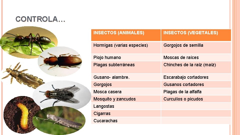 CONTROLA… INSECTOS (ANIMALES) INSECTOS (VEGETALES) Hormigas (varias especies) Gorgojos de semilla Piojo humano Moscas