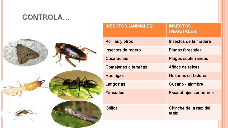 CONTROLA… INSECTOS (ANIMALES) INSECTOS (VEGETALES) Polillas y otros Insectos de la madera Insectos de