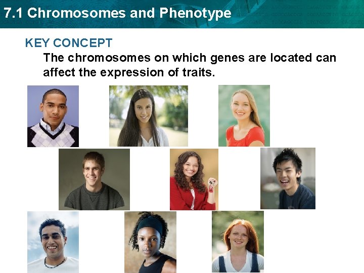 7. 1 Chromosomes and Phenotype KEY CONCEPT The chromosomes on which genes are located