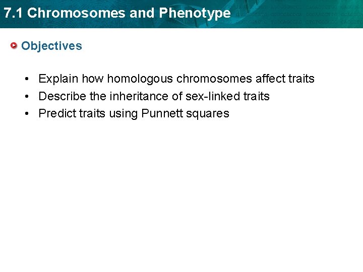 7. 1 Chromosomes and Phenotype Objectives • Explain how homologous chromosomes affect traits •
