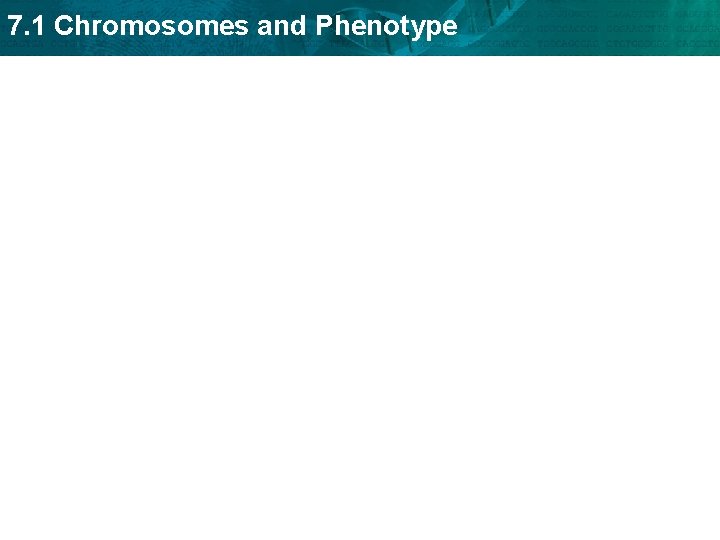 7. 1 Chromosomes and Phenotype 
