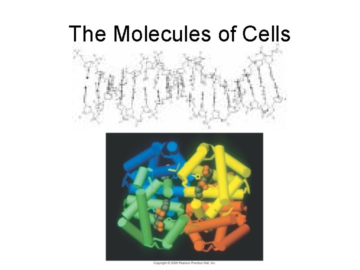 The Molecules of Cells 