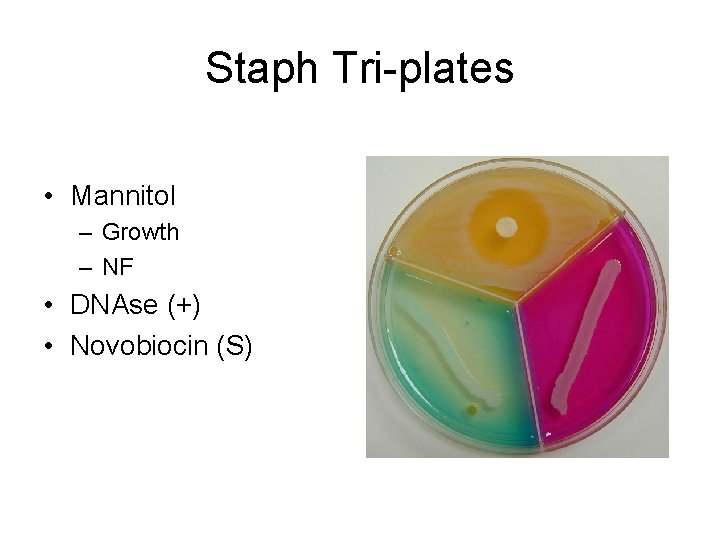 Staph Tri-plates • Mannitol – Growth – NF • DNAse (+) • Novobiocin (S)