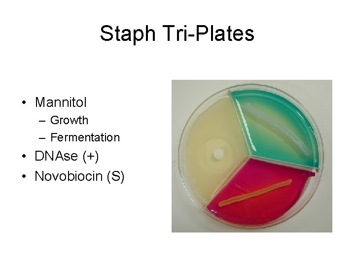 Staph Tri-Plates • Mannitol – Growth – Fermentation • DNAse (+) • Novobiocin (S)