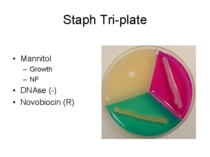 Staph Tri-plate • Mannitol – Growth – NF • DNAse (-) • Novobiocin (R)