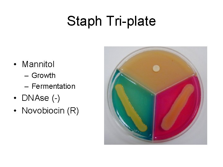 Staph Tri-plate • Mannitol – Growth – Fermentation • DNAse (-) • Novobiocin (R)