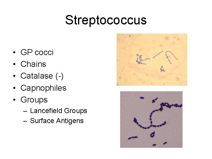 Streptococcus • • • GP cocci Chains Catalase (-) Capnophiles Groups – Lancefield Groups