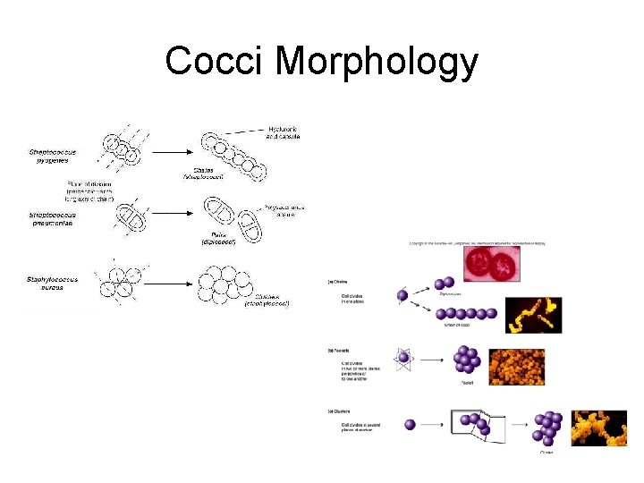 Cocci Morphology 