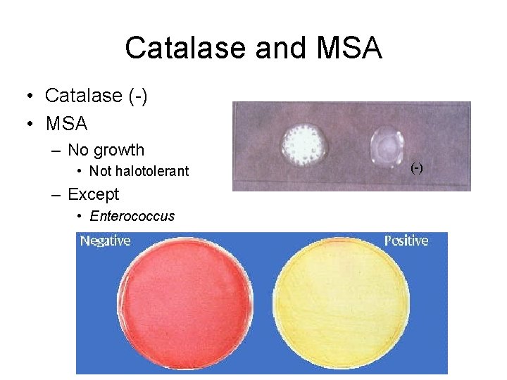 Catalase and MSA • Catalase (-) • MSA – No growth • Not halotolerant