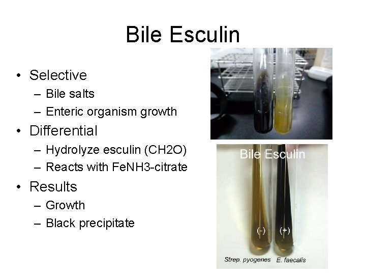 Bile Esculin • Selective – Bile salts – Enteric organism growth • Differential –