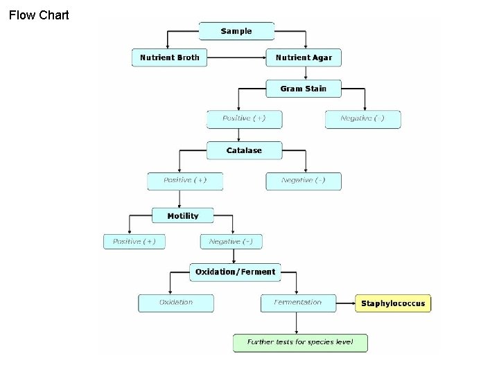 Flow Chart 