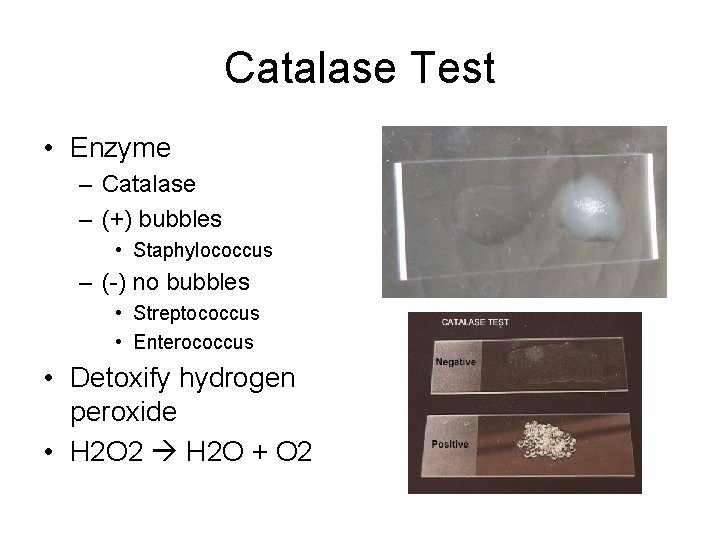Catalase Test • Enzyme – Catalase – (+) bubbles • Staphylococcus – (-) no