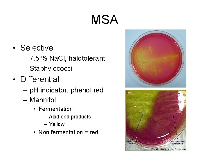 MSA • Selective – 7. 5 % Na. Cl, halotolerant – Staphylococci • Differential