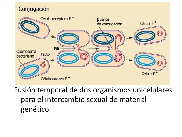 Fusión temporal de dos organismos unicelulares para el intercambio sexual de material genético 