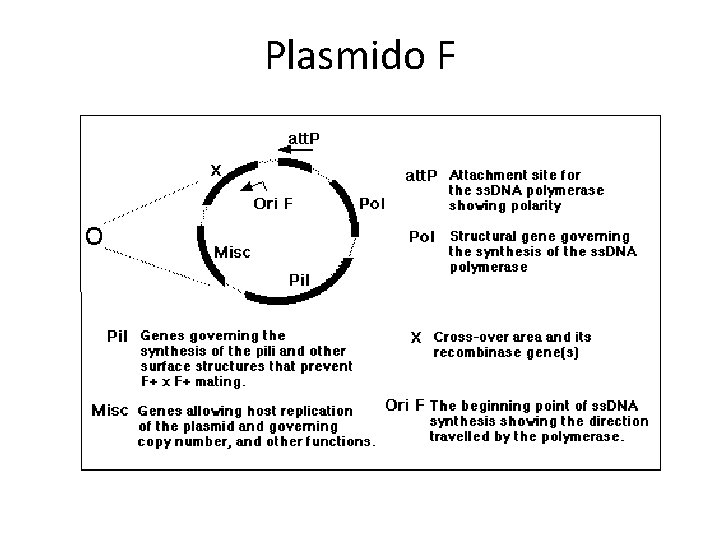 Plasmido F 