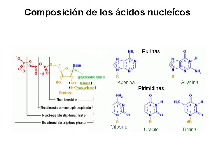 Composición de los ácidos nucleícos Purinas Adenina Guanina Pirimidinas Citosina Uracilo Timina 