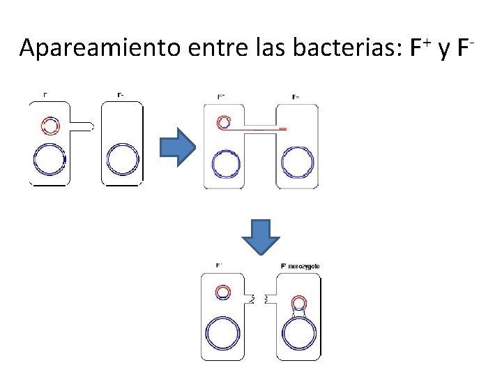 Apareamiento entre las bacterias: F+ y F- 