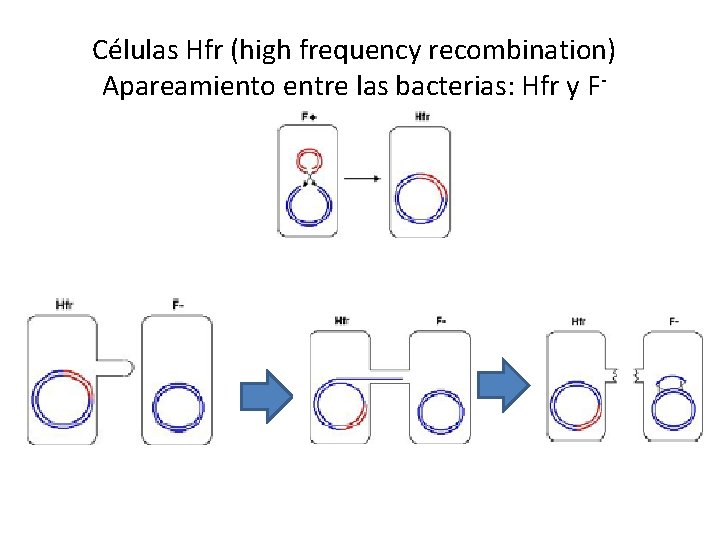 Células Hfr (high frequency recombination) Apareamiento entre las bacterias: Hfr y F- 