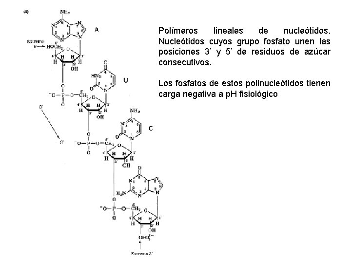 Polímeros lineales de nucleótidos. Nucleótidos cuyos grupo fosfato unen las posiciones 3’ y 5’