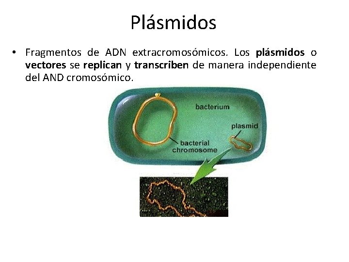 Plásmidos • Fragmentos de ADN extracromosómicos. Los plásmidos o vectores se replican y transcriben