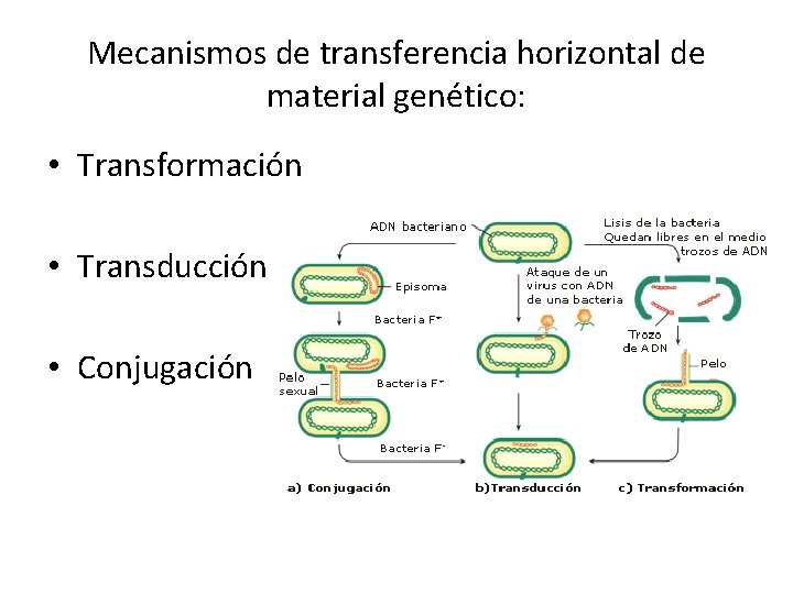 Mecanismos de transferencia horizontal de material genético: • Transformación • Transducción • Conjugación 