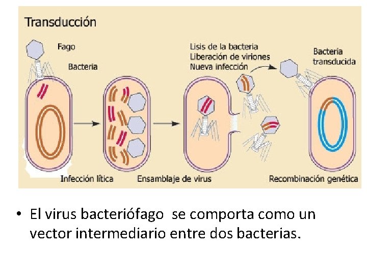  • El virus bacteriófago se comporta como un vector intermediario entre dos bacterias.