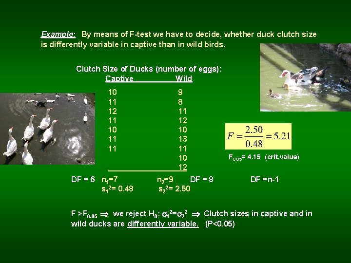 Example: By means of F-test we have to decide, whether duck clutch size is