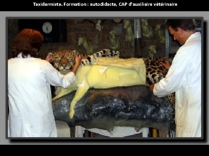 Taxidermiste. Formation : autodidacte, CAP d'auxiliaire vétérinaire 