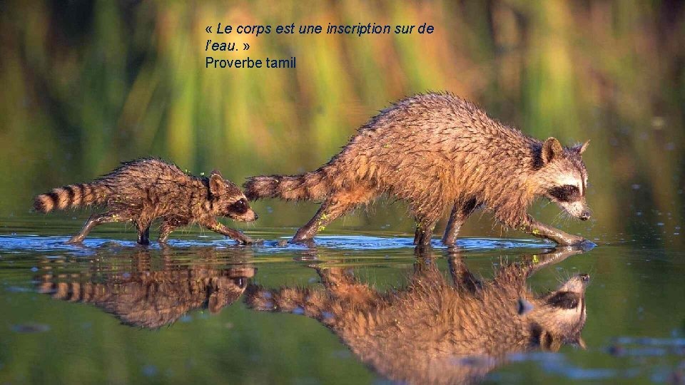  « Le corps est une inscription sur de l’eau. » Proverbe tamil 