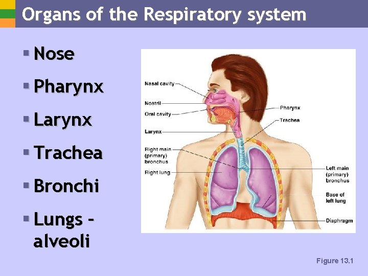 Organs of the Respiratory system § Nose § Pharynx § Larynx § Trachea §