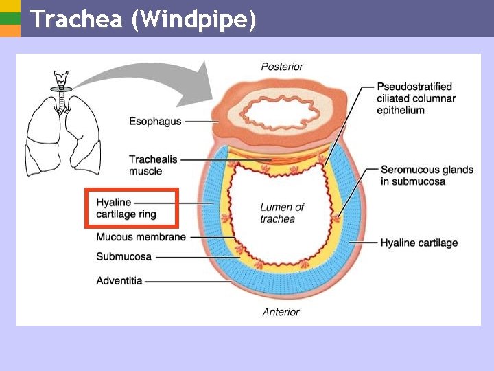 Trachea (Windpipe) 