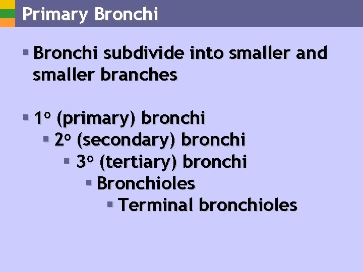 Primary Bronchi § Bronchi subdivide into smaller and smaller branches § 1 o (primary)