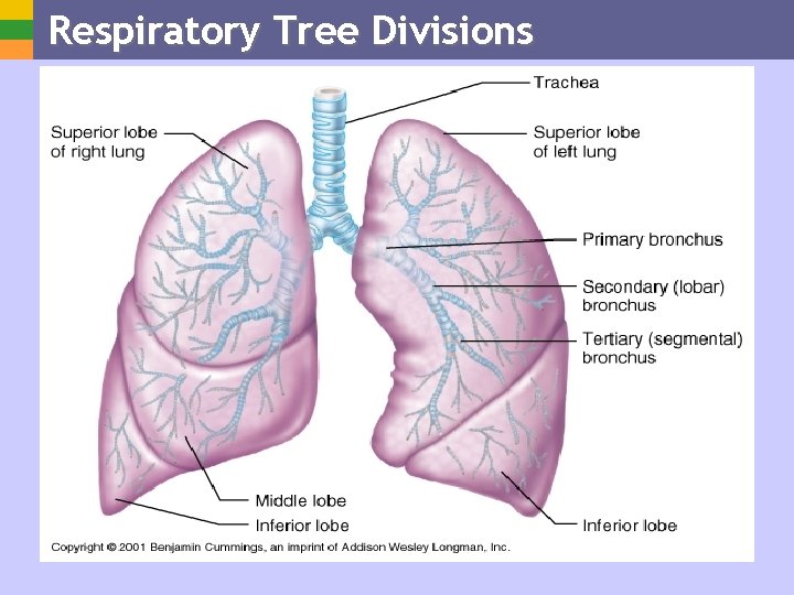 Respiratory Tree Divisions 