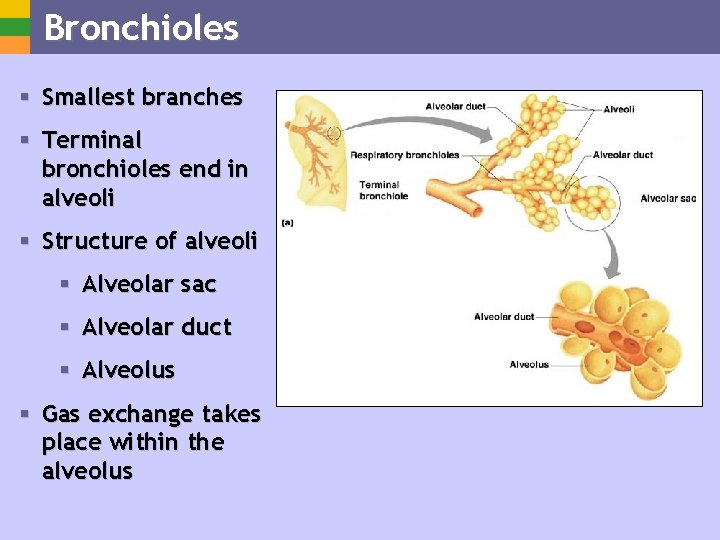 Bronchioles § Smallest branches § Terminal bronchioles end in alveoli § Structure of alveoli