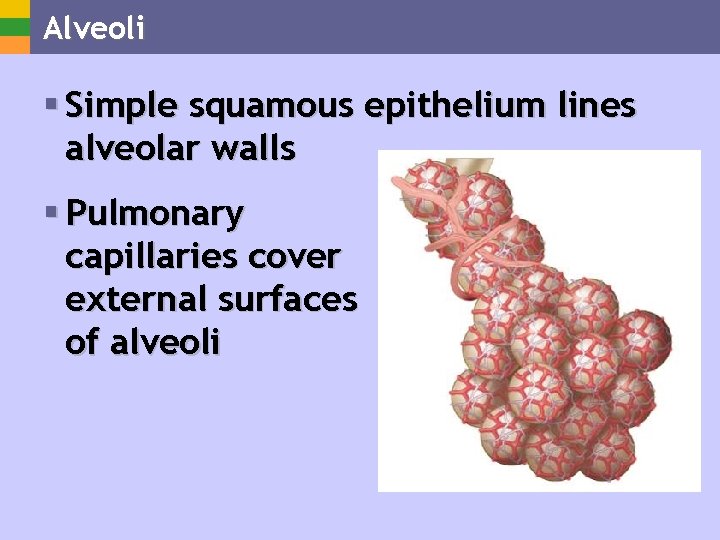 Alveoli § Simple squamous epithelium lines alveolar walls § Pulmonary capillaries cover external surfaces