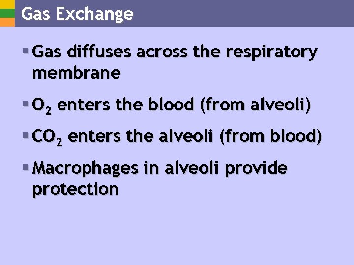 Gas Exchange § Gas diffuses across the respiratory membrane § O 2 enters the