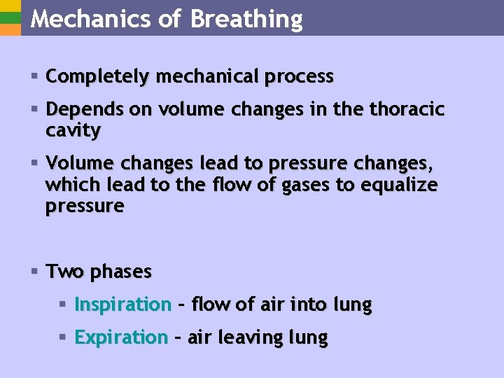 Mechanics of Breathing § Completely mechanical process § Depends on volume changes in the