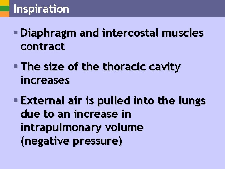 Inspiration § Diaphragm and intercostal muscles contract § The size of the thoracic cavity