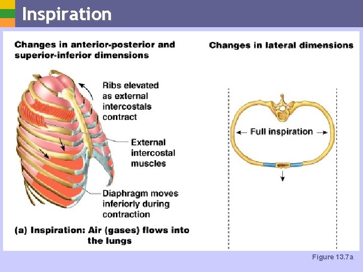 Inspiration Figure 13. 7 a 