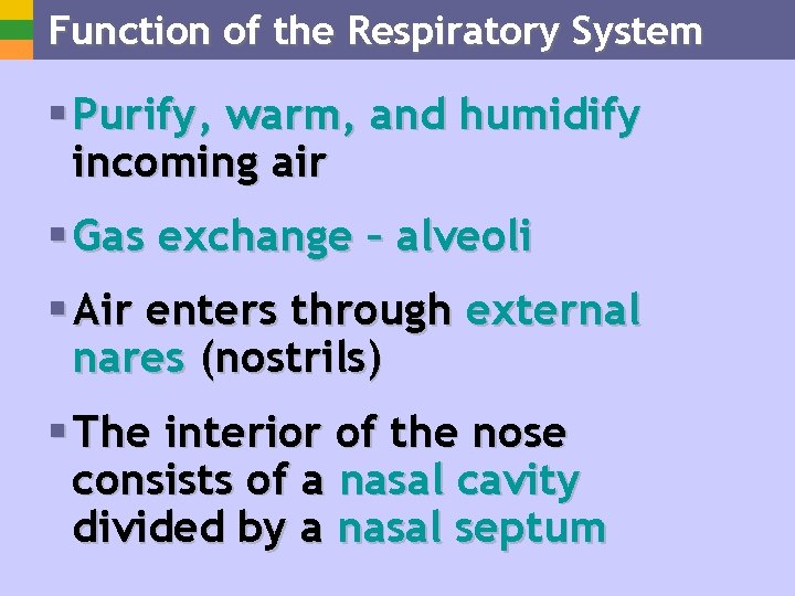 Function of the Respiratory System § Purify, warm, and humidify incoming air § Gas