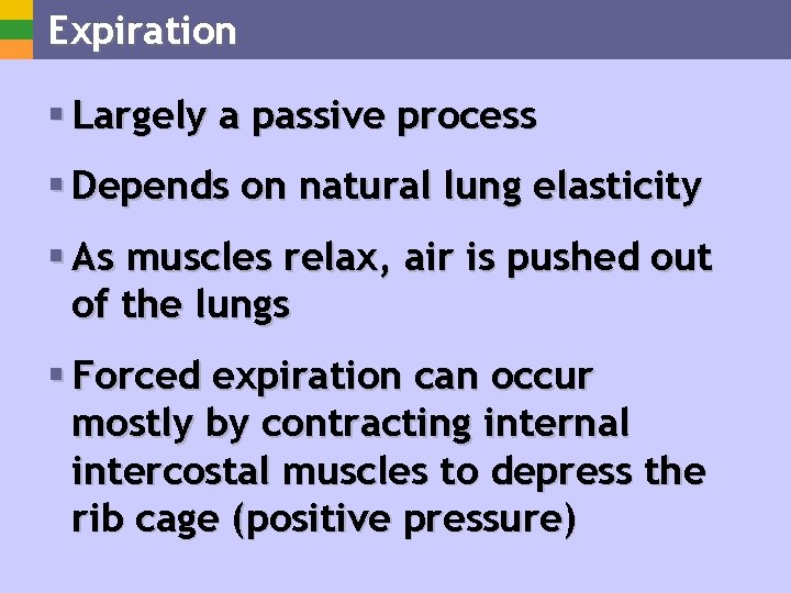 Expiration § Largely a passive process § Depends on natural lung elasticity § As