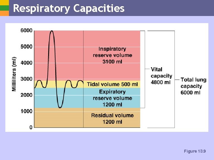 Respiratory Capacities Figure 13. 9 